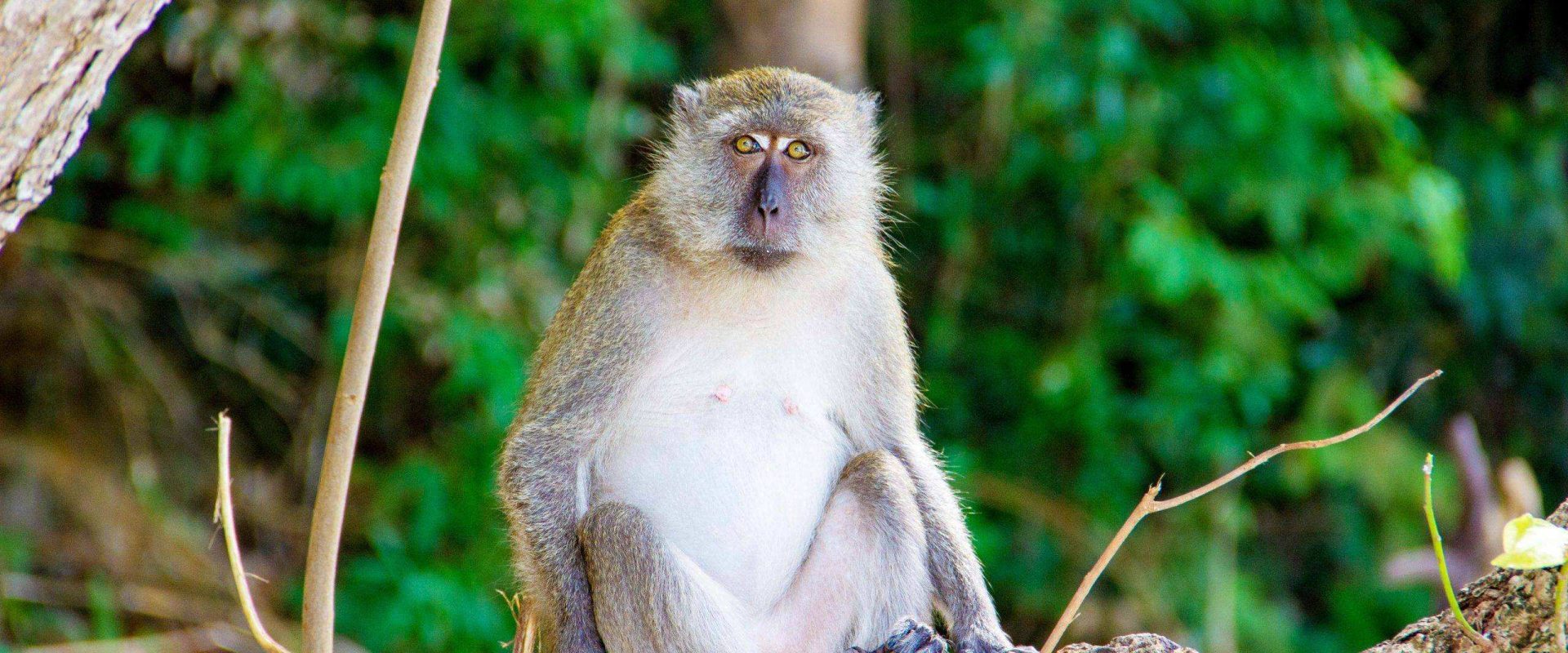 monkey beach (3)